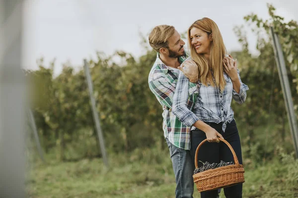 Pohled Mladé Zemědělce Sklizeň Hroznů Vinici — Stock fotografie