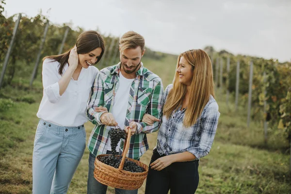 Gruppo Giovani Vigna Dopo Vendemmia — Foto Stock