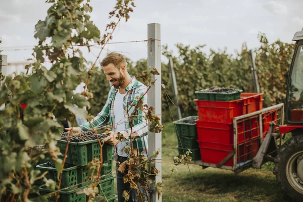 Young man harvesting red grapes in vineyard