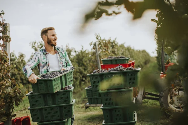 Jovem Colhendo Uvas Vermelhas Vinha — Fotografia de Stock