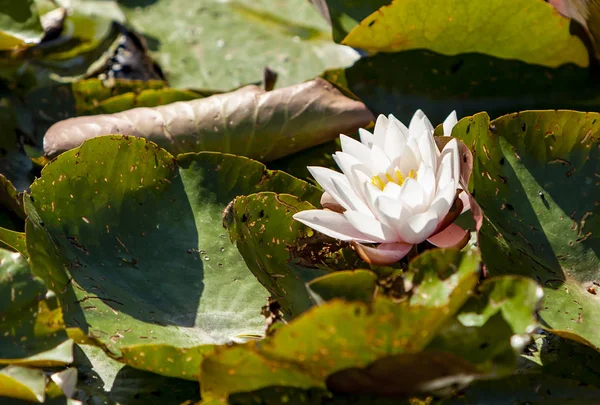 Image Lotus Flower Water — Stock Photo, Image