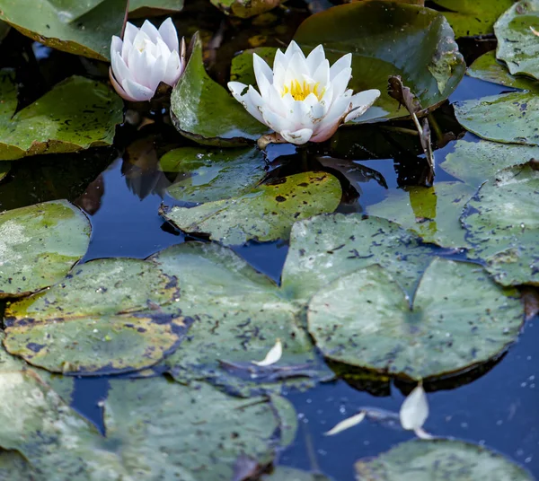 Image Lotus Flower Water — Stock Photo, Image