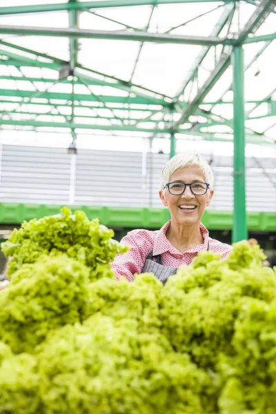 Seniorin Verkauft Salat Auf Marktplatz — Stockfoto