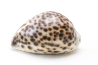Beyaz arka plan üzerinde izole kaplan deniz (Cypraea Dicle) deniz kabuğu