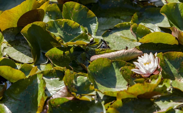 Immagine Fiore Loto Sull Acqua — Foto Stock