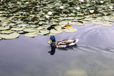 Slovenya Lake Bled üzerinde suda ördek