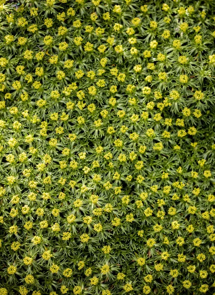 Tapis Fleurs Jaunes Azorella Trifurcata Dans Les Champs — Photo