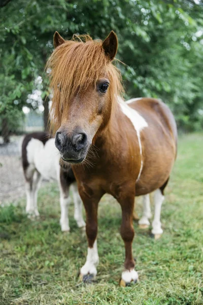 Pohled Pony Koně Farmě — Stock fotografie