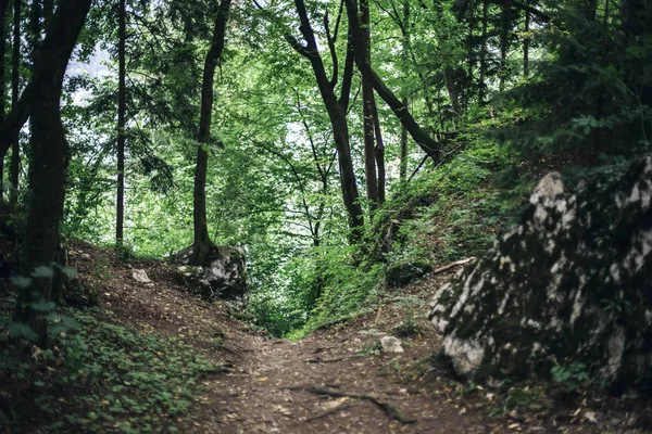 Dettaglio Del Sentiero Forestale Nella Foresta Vicino Lago Bled Slovenia — Foto Stock