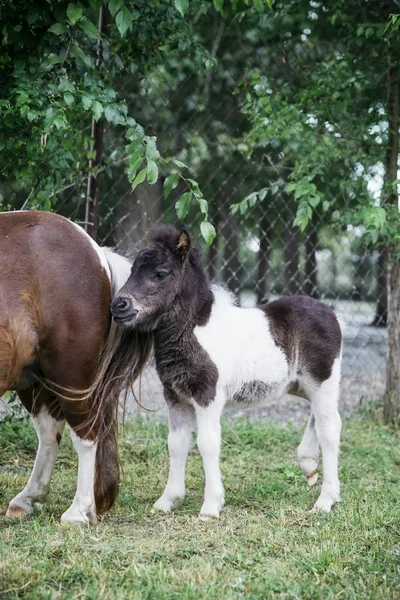 Vista Caballos Pony Granja —  Fotos de Stock