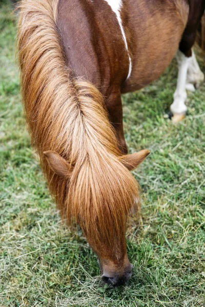 Vista Cavalo Pônei Fazenda — Fotografia de Stock