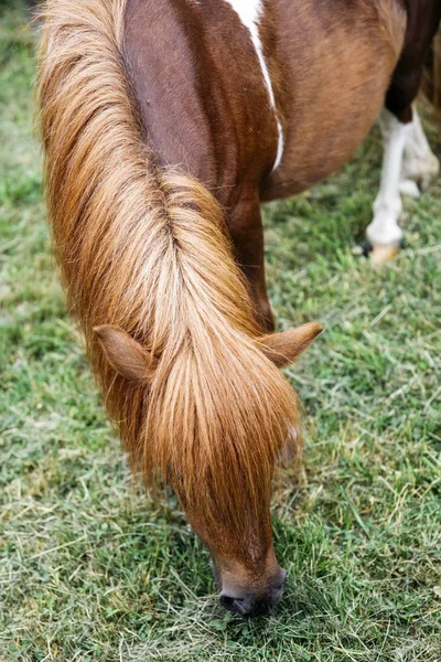 Pohled Pony Koně Farmě — Stock fotografie