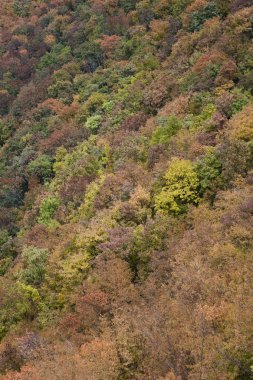 Renkli sonbahar orman havadan görünümü