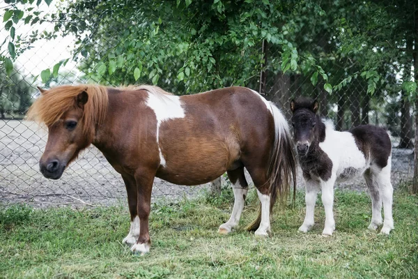 Вид Пони Лошадей Ферме — стоковое фото