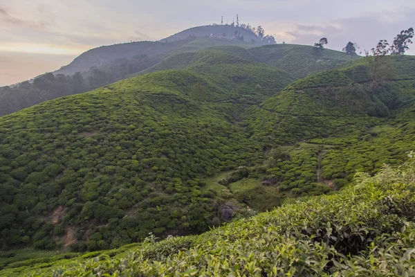 スリランカのヌワラエリヤで茶畑の眺め — ストック写真