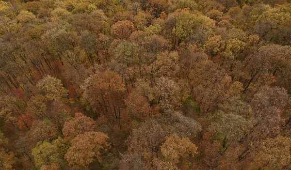 Vista Aérea Bela Floresta Outono — Fotografia de Stock