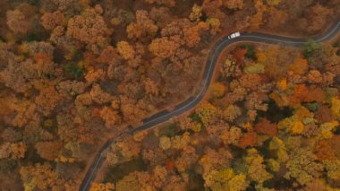 Güzel sonbahar orman, havadan görünümü