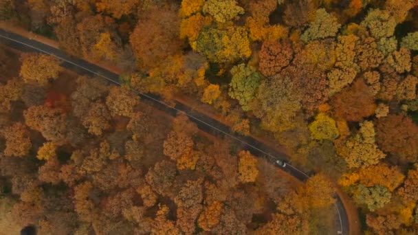 Luchtfoto Uitzicht Prachtige Herfst Bos — Stockvideo