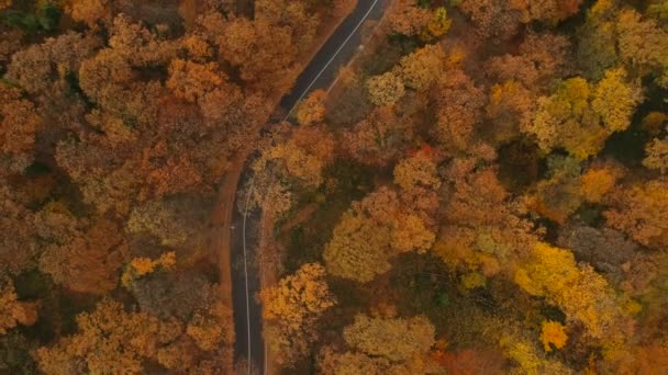 Luchtfoto Uitzicht Prachtige Herfst Bos — Stockvideo