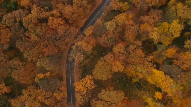 Vista Aerea Nella Bellissima Foresta Autunnale — Video Stock