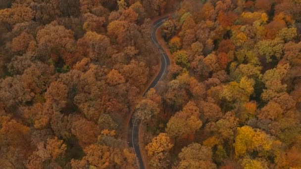 Luchtfoto Uitzicht Prachtige Herfst Bos — Stockvideo