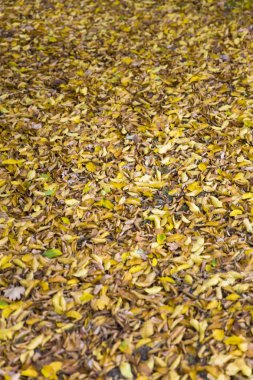 Yere sarı sonbahar yaprakları, görüntüleme