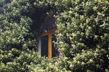 Binanın duvarına kapsayan yeşil sarmaşık yaprakları