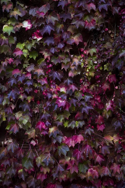 Binanın Duvarına Kapsayan Sonbahar Sarmaşık Yaprakları — Stok fotoğraf