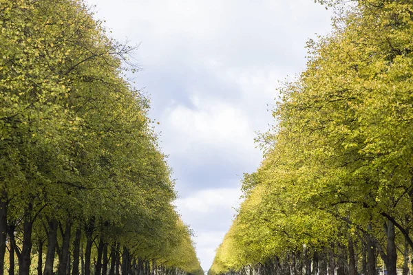 View Autumn Alley Park — Stock Photo, Image