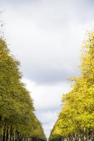 View Autumn Alley Park — Stock Photo, Image