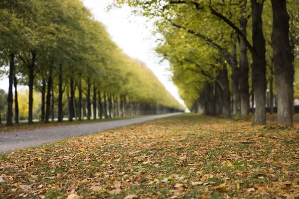 Vista Sul Vicolo Autunnale Nel Parco — Foto Stock