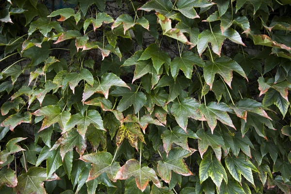 绿色常春藤叶子覆盖墙壁大厦 — 图库照片