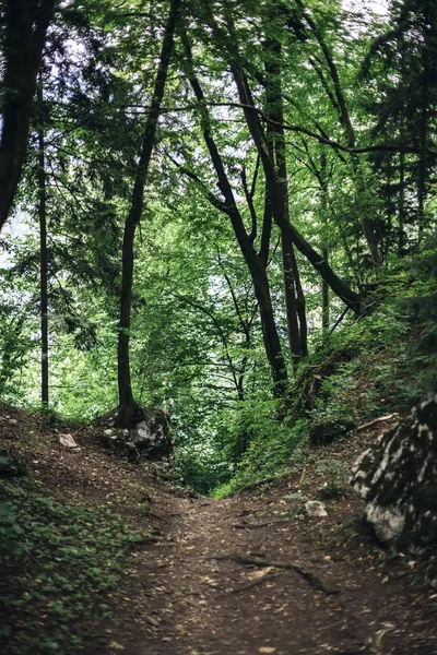 Dettaglio Del Sentiero Forestale Nella Foresta Vicino Lago Bled Slovenia — Foto Stock