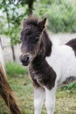 Çiftlikte midilli atları, görüntüleme