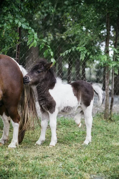 Вид Пони Лошадей Ферме — стоковое фото