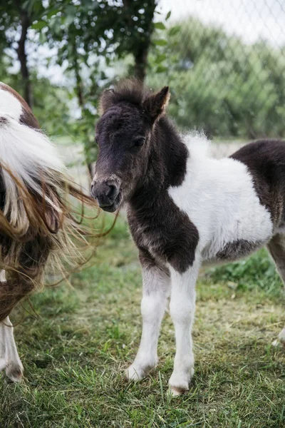 Vista Caballos Pony Granja —  Fotos de Stock