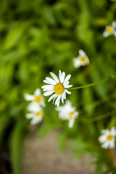 Aster Λουλούδια Leucanthemum Atratum Στο Πεδίο — Φωτογραφία Αρχείου