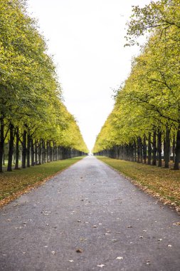 Sonbahar sokakta park, görüntüleme