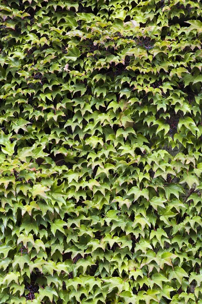 Bluszcz Zielony Liści Obejmujące Ściana Budynku — Zdjęcie stockowe