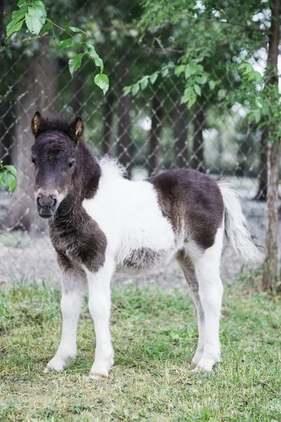 Vue Cheval Poney Sur Ferme — Photo