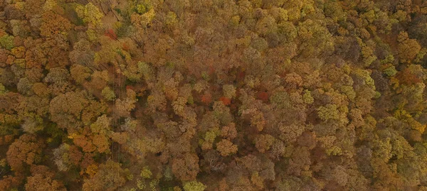 Luftaufnahme Vom Schönen Herbstwald — Stockfoto