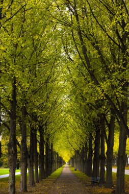 Sonbahar sokakta park, görüntüleme