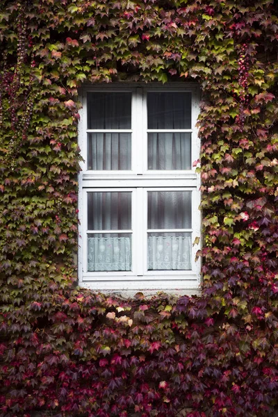 Φθινόπωρο Φύλλα Κισσού Καλύπτοντας Τοίχο Του Κτιρίου — Φωτογραφία Αρχείου