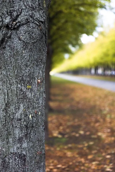 Nézd Őszi Alley Parkban — Stock Fotó