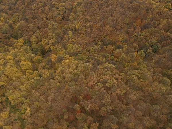 Légi Felvétel Gyönyörű Őszi Erdőben — Stock Fotó
