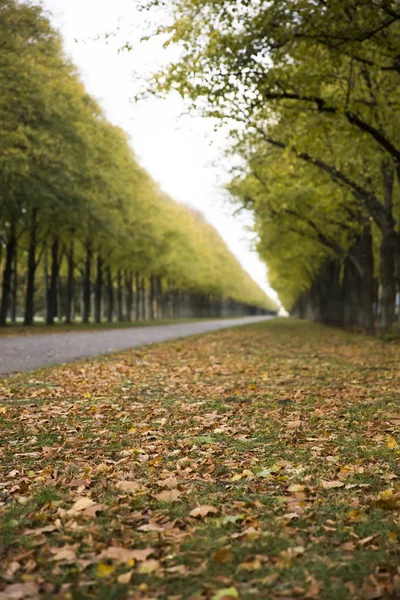 Pohled Podzimní Alej Parku — Stock fotografie