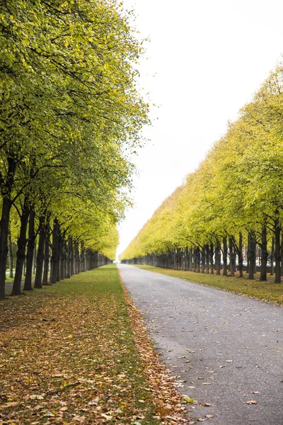 Vista Sul Vicolo Autunnale Nel Parco — Foto Stock