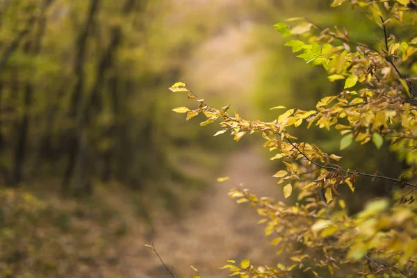 Dettaglio Del Percorso Nella Foresta Autunnale — Foto Stock