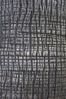 Palmiye ağacı zemin detay