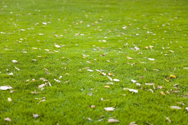 Close Vista Fundo Grama Verde Com Folhas Outono — Fotografia de Stock